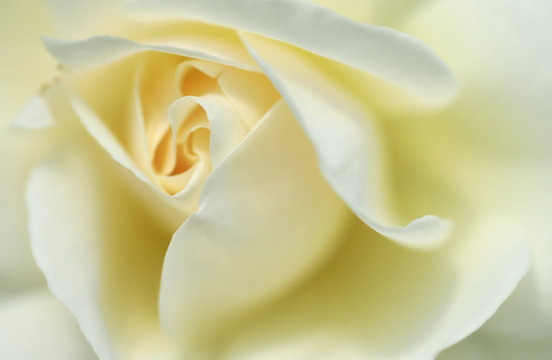 White Rose