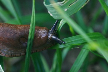 Nacktschnecke