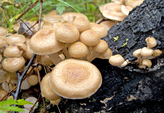 Mushrooms Armillaria mellea