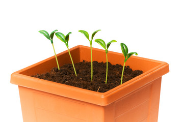 Green saplings growing in the clay pot