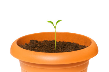 Green saplings growing in the clay pot