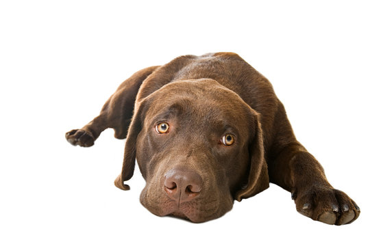 Cute Pup Lying Down