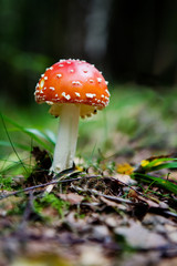 Fototapeta premium A magic mushroom in the forest - fly Amanita