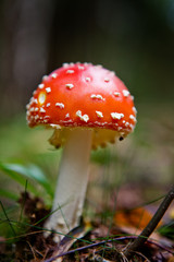 Fototapeta premium A red and white mush - Fly Amanita.