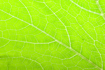 a macro of a leaf .abstract  background
