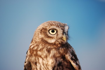 oeil de rapace