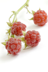 Beautiful pipe raspberry macro