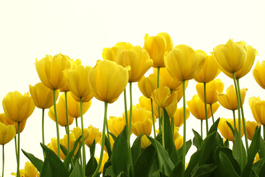 Yellow tulips
