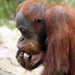 Meditating orangutan