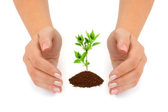 Hands and plant isolated on white background
