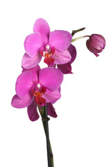 Phalaenopsis orchid on a white background