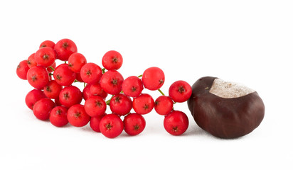 rowan