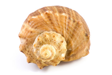 Shellfish isolated on white background