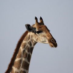 Obraz premium Portraitaufnahme einer Giraffe vor blauem Himmel