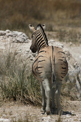 Steppenzebra von hinten, Etosha-Nationalpark, Namibia