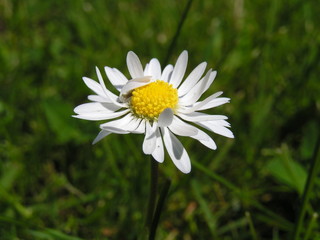 Fototapeta premium weiße blüte