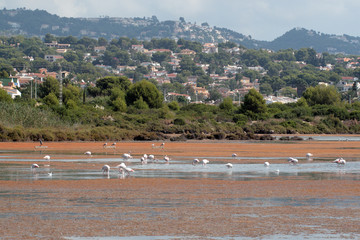 Flamencos en Calpe