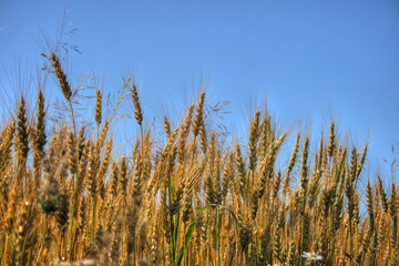 Wheaten field removed close up
