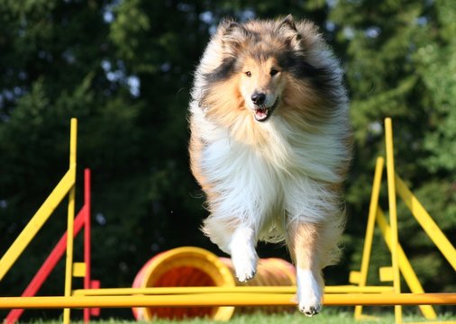 Collie