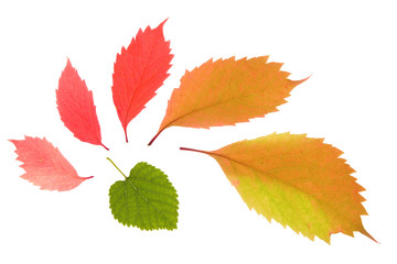 Colorful leaves collection isolated on white