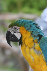 Papagei 6