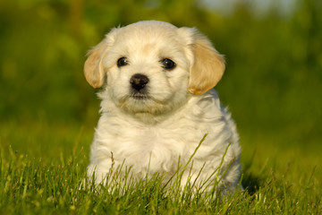 A Bichon Havanais puppy resting in the sun