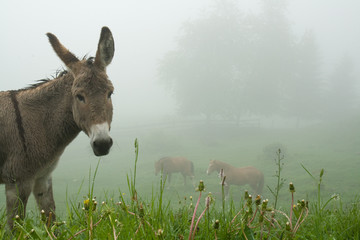 Donkey and the Mist