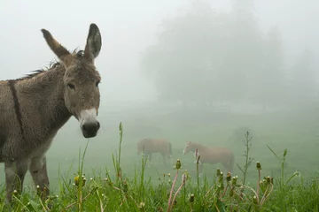 Foto auf Acrylglas Esel Esel und der Nebel