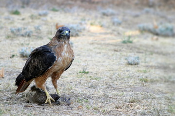 Red Tailed Hawk Catch