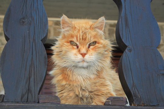 Katze schaut dich an