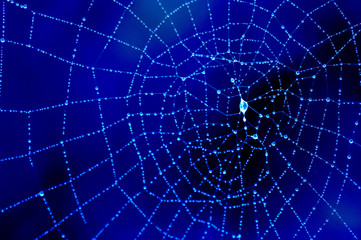 dewy spider’s web
