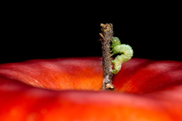 Red apple with worm