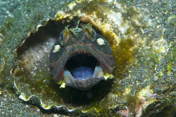Sarcastic Fringehead Fish