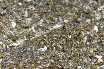 Sanddab Fish