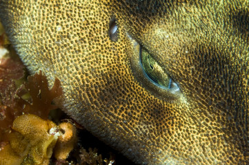 Swell shark (Cephaloscyllium ventriosum) © NatalieJean