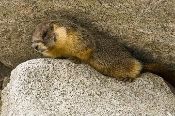 Wild Marmot (Marmota)