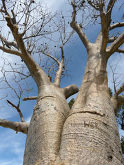 Fototapeta premium Boab Tree in Australien
