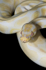 Fototapeta premium Male Albino Ball Python