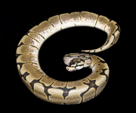 Bumble Bee Ball Python