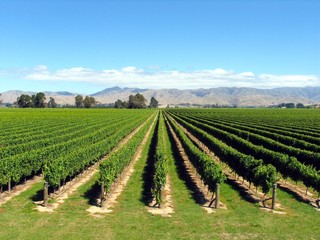 Fototapeta na wymiar Nowa Zelandia Vineyard