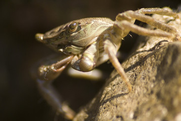 Saltwater crab on the rock