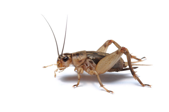 Brown cricket isolated on white