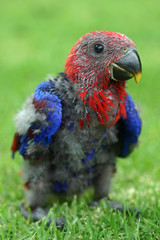 Baby eclectus parrot © HarmK