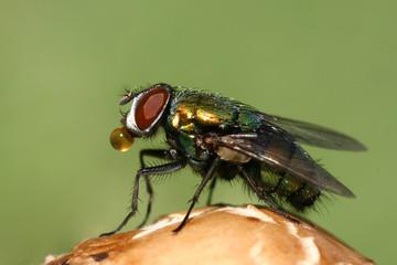 Green fly on a green background