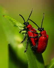 two insects copulating