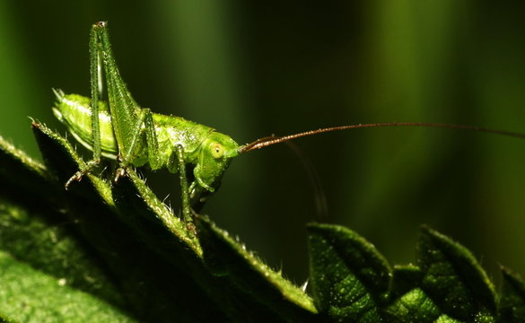 grasshoper