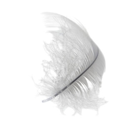white light swan feather