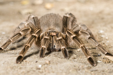 Restrained Pink Zebra Tarantula (Aphonopelma seemanni)