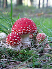 closeup of fly agaric mushrooms - Amanita muscaria
