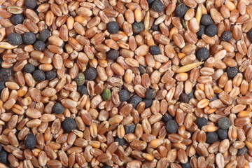 Corn seeds mixture close-up background texture